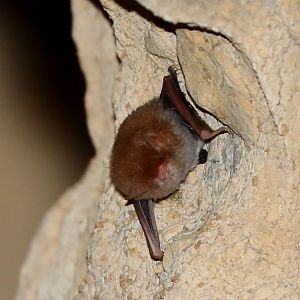 Malagasy mouse-eared bat (Myotis goudotii)