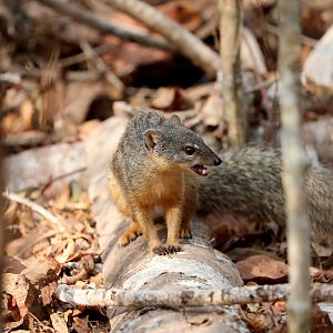 narrow-striped mongoose (Mungotictis decemlineata)