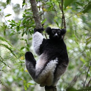indri (Indri indri)
