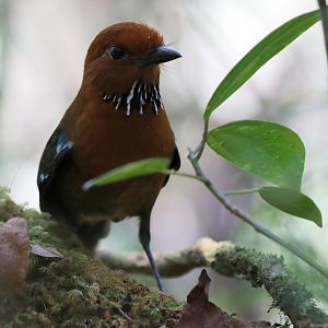 rufous-headed ground roller (Atelornis crossleyi)