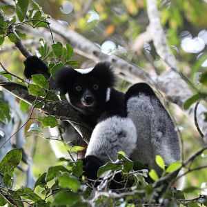 indri (Indri indri)