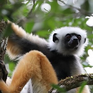 diademed sifaka (Propithecus diadema)