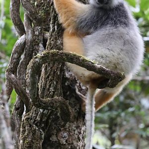 diademed sifaka (Propithecus diadema)