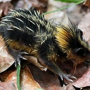 lowland streaked tenrec (Hemicentetes semispinosus)