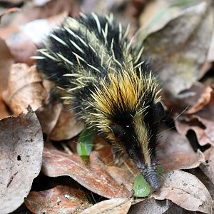 lowland streaked tenrec (Hemicentetes semispinosus)