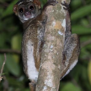 eastern woolly lemur (Avahi laniger)