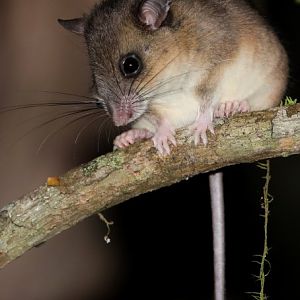 Webb's tufted-tailed rat (Eliurus webbi)