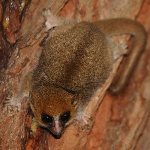Goodman's mouse lemur (Microcebus lehilahytsara)