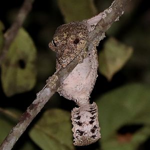 mossy leaf-tailed gecko (Uroplatus sikorae)