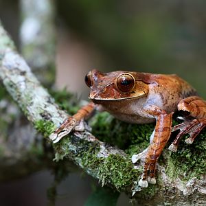 Madagascar Bright-eyed Frog (Boophis madagascariensis)