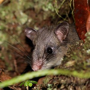 Major's tufted-tailed rat (Eliurus majori)