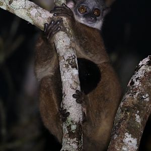 weasel sportive lemur (Lepilemur mustelinus)