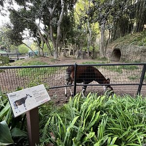 Okapi exhibit