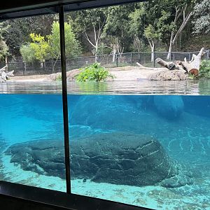 Common hippo exhibit