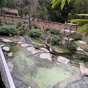 Allens swamp money and another monkey mixed species exhibit