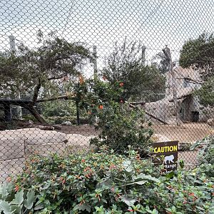 African lion exhibit
