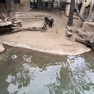 Tapir and capybara mixed exhibit