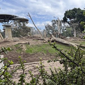 Part of African elephant exhibit