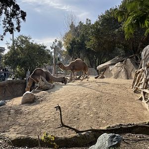 Dromedary camel exhibit