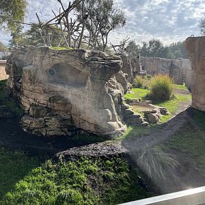 1st hamadryas baboon exhibit