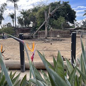 Part of Indian rhino exhibit