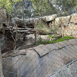 Sloth bear exhibit