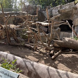 Andean bear exhibit