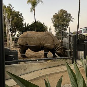 Indian rhino