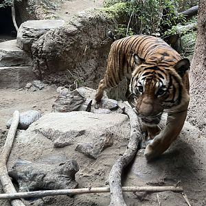 Malayan tiger