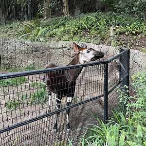 Okapi