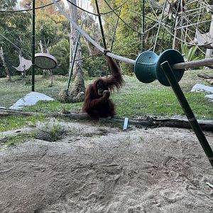 Orangutan