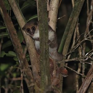 Crossley's dwarf lemur ((Cheirogaleus crossleyi)