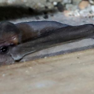 Peters's goblin bat (Mormopterus jugularis)