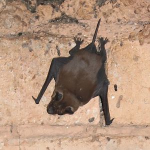 Eastern Madagascar Free-tailed Bat (Mops atsinanana)