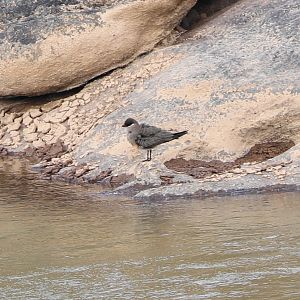 Madagascar pratincole (Glareola ocularis)