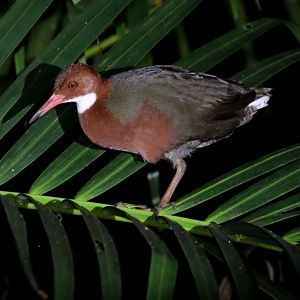 white-throated rail (Dryolimnas cuvieri)