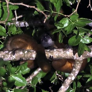 Seal's sportive lemur (Lepilemur seali)