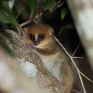 MacArthur's mouse lemur (Microcebus macarthurii)