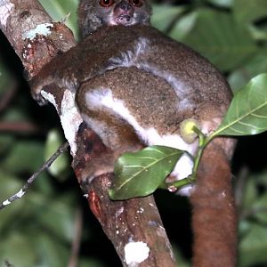 Masoala woolly lemur (Avahi mooreorum)