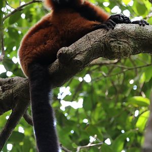 red ruffed lemur (Varecia rubra)