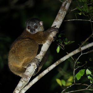 Masoala sportive lemur (Lepilemur scottorum)