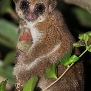 greater dwarf lemur (Cheirogaleus major)