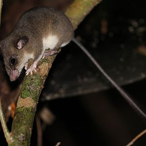 Ellerman's tufted-tailed rat (Eliurus ellermani)