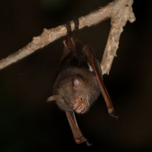 Commerson's roundleaf bat (Macronycteris commersoni)