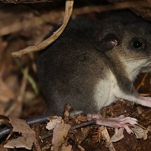 Grandidier's tufted-tailed rat (Eliurus grandidieri)