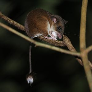 Webb's Tufted-tailed Rat (Eliurus webbi)