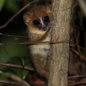 Masoala Mouse Lemur (Microcebus sp.)