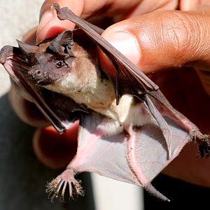 Malagasy white-bellied free-tailed bat (Mops leucostigma)