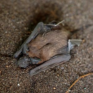 Malagasy white-bellied free-tailed bat (Mops leucostigma)