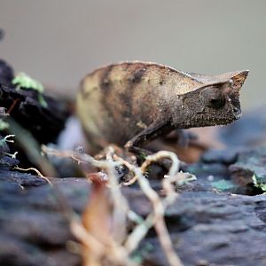 brown leaf chameleon or stump-tailed chameleon (Brookesia superciliaris)